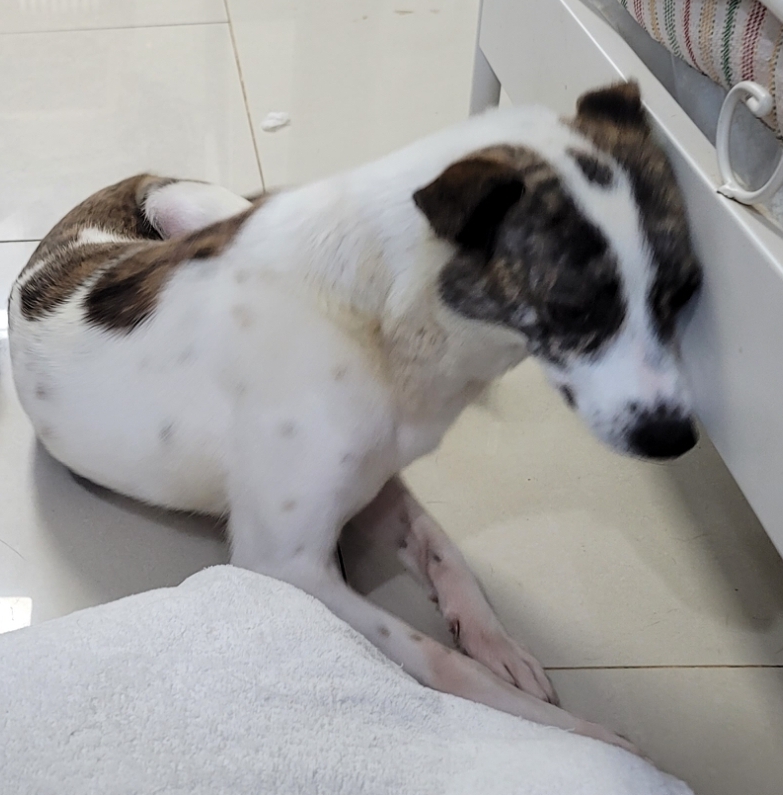 유기동물보호센터_447507202300108